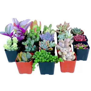 Succulent Arrangement Desktop Decor Beginner Friendly Vibrant Live Succulent Assortment home desktop decor succulents