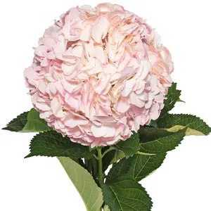 Light Pink Painted Hydrangeas