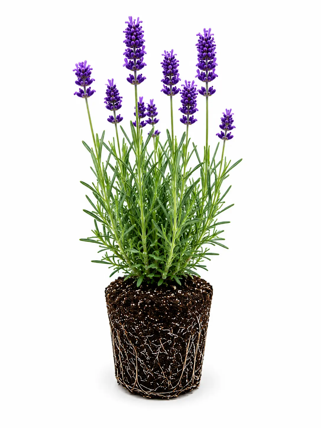 Live Lavender Plant Plug – Fragrant Hardy Perennial | Purple Flower Garden Plant | Pollinator Friendly | Rooted Lavender Starter for Beds, Borders & Containers