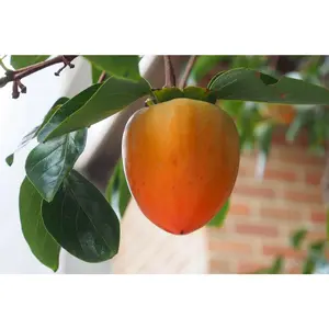 3 Murray's Saijo Persimmon Scions, Cuttings, Scionwood