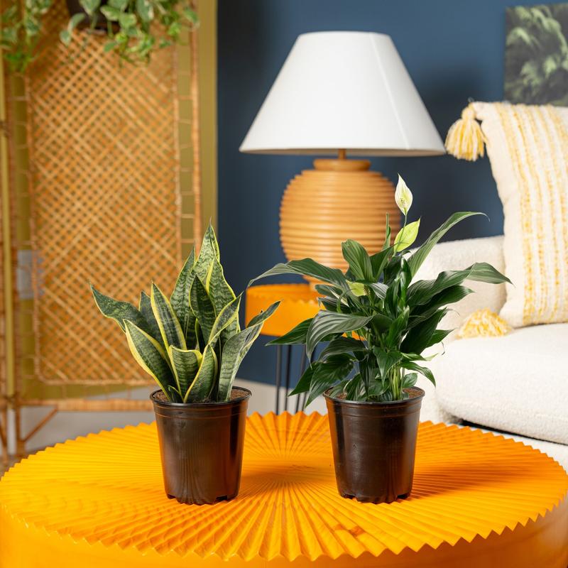 Peace Lily and Snake Plant Bundle | medium
