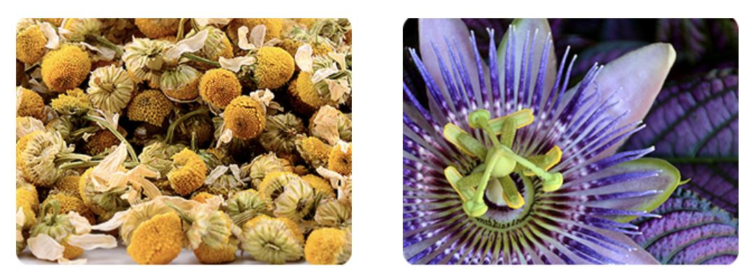 FINN Calming Aid for Dogs - Natural Calming Chews, Melatonin, Stress Support, Separation Support, Sleep Support - 90 Soft Chews Supplements