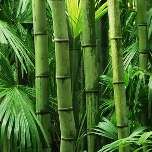 300+ Giant Bamboo Seeds for Planting - Exotic and Fast Growing Windbreak or Privacy Screen