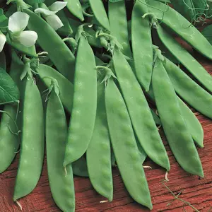 TomorrowSeeds - Oregon Sugar Pod II Snow Pea Seeds -  Non GMO Vegetable Flat Asian Chinese Snap Peas Green Bean Seed For 2024 Season