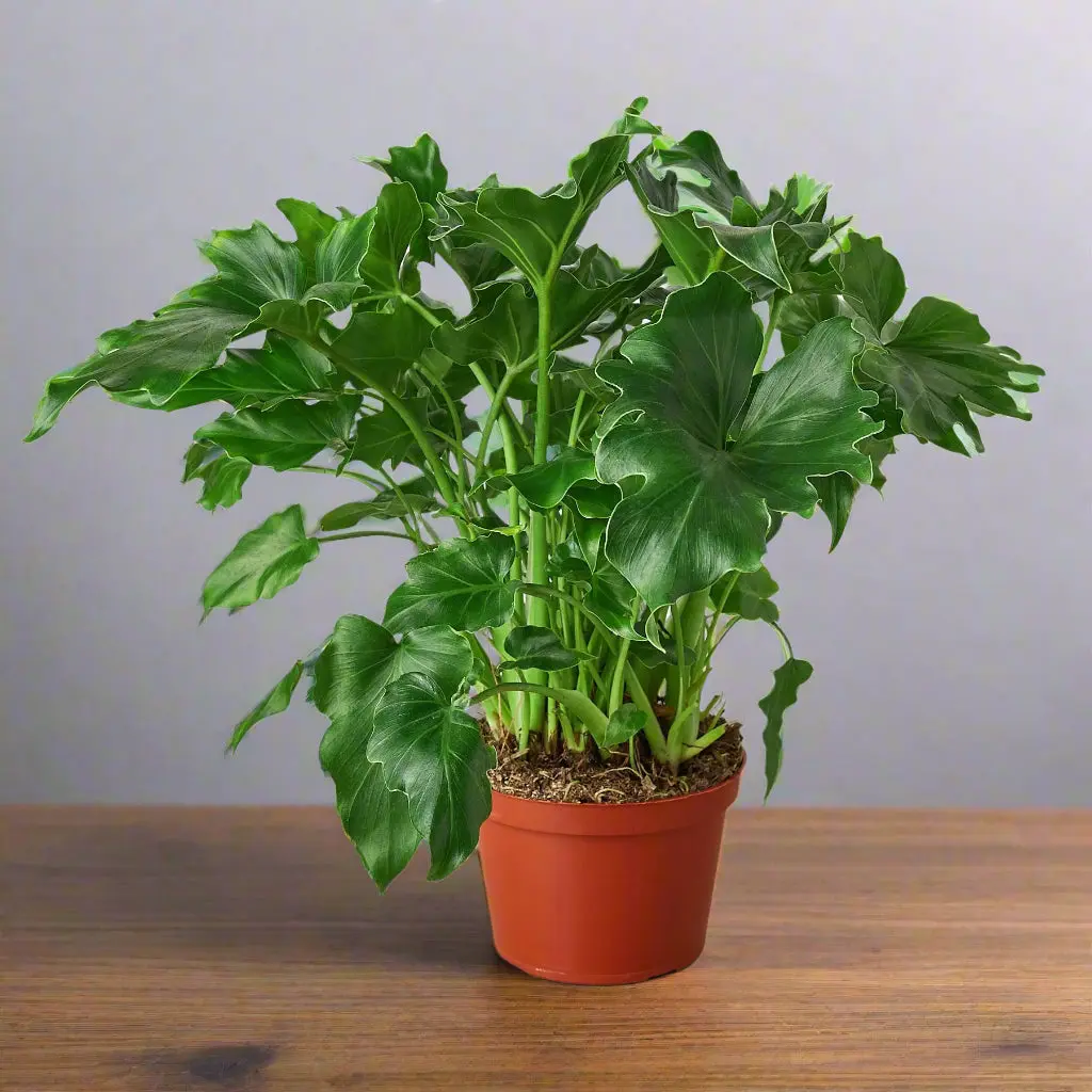 Philodendron 'Little Hope' - TikTok Shop