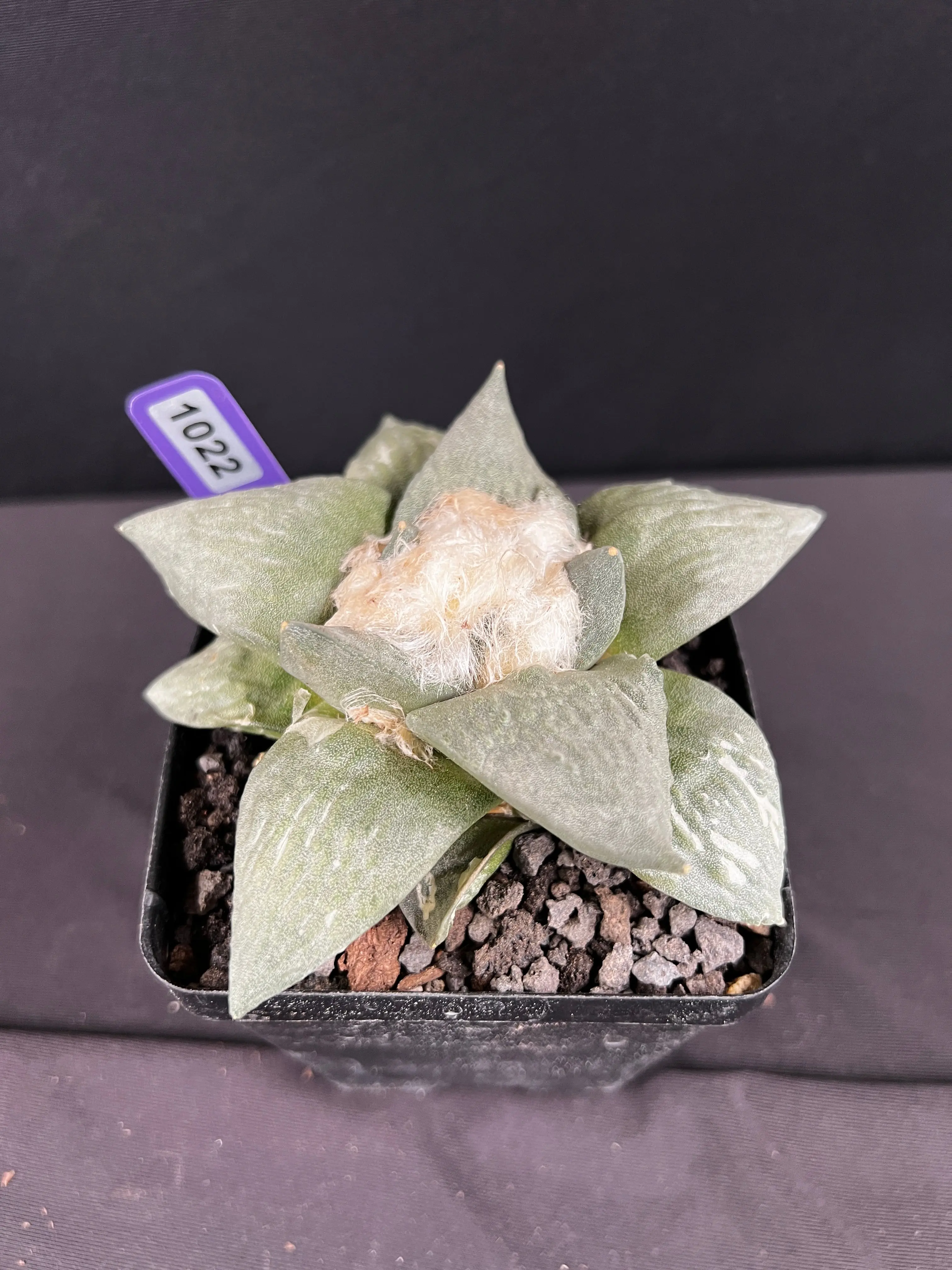 Ariocarpus Retusus Cactus - 1022