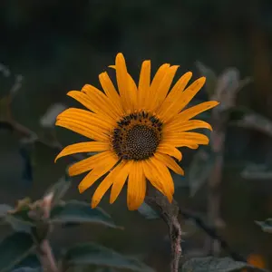 African Daisy Flower Seeds