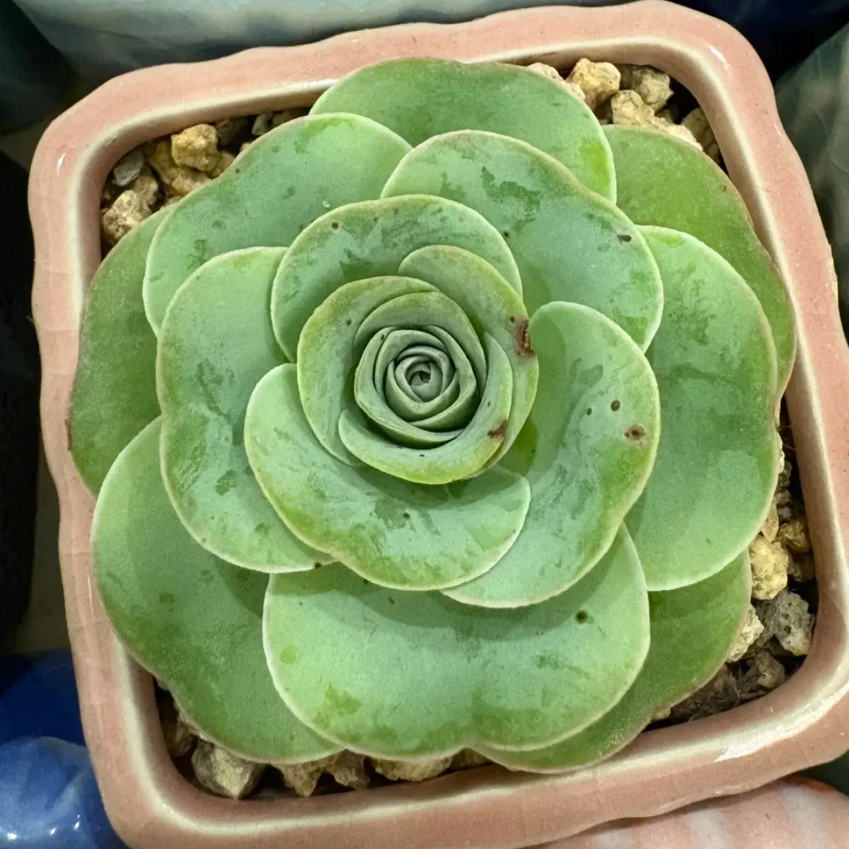 2 Inch Live Mountain Rose Succulent, Easy Care Plant, Beautiful decoration, suitable for balcony, room, kitchen, indoors and outdoors