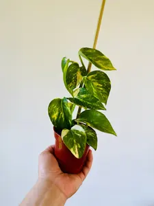 Pothos Sfida - Terunoworld Pothos - 3” Pot - LIMIT: One Per Customer