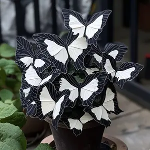 1000+ Stunning Black and White Butterfly Hosta Seeds - Make Your Neighbors Envy Your Elegant Outdoor Space