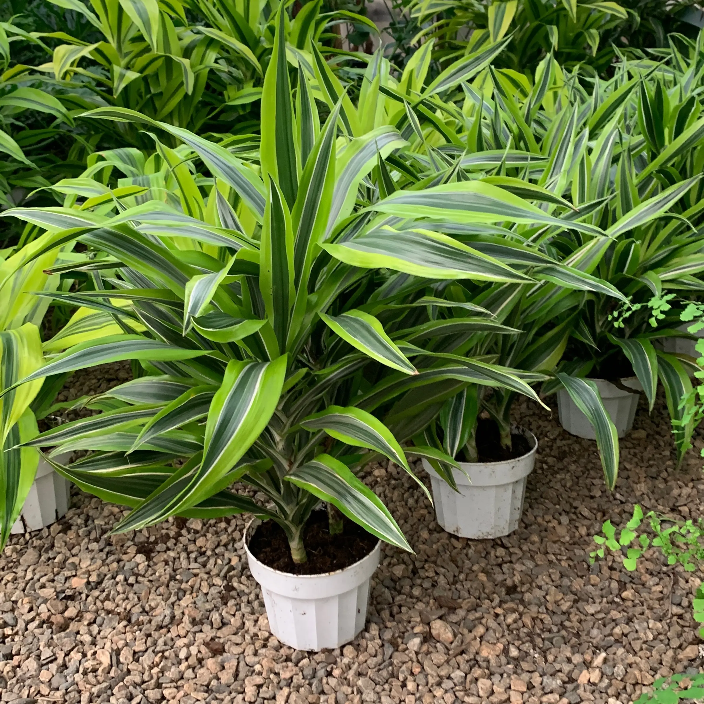 Dracaena Lemon Lime 6inch Live Indoor Plant - Perfect for Home and Office