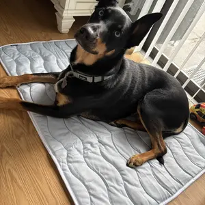 Bedsure Cooling Thin & Thick Mat for Dogs – Q-MAX>0.4 Washable Pet Cooling Pad, No Gel, No Electric, Non-Slip Summer Crate Bed for Large Dogs