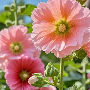 200 PCS Mixed Color Hollyhock Seeds, Tall Vibrant Blooms, Easy to Grow, Fast Germination, Ideal for Borders & Fences