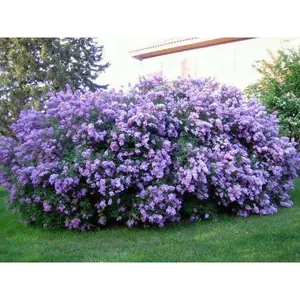 Common Lilac Bushes - LIVE Shrub with Dense Flowering, Purple Color, Ideal for Landscaping and Gardens