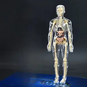 31-In-1 Transparent Human Body Model with Detachable Bones and Organs, Anatomical Teaching Model, Science Classroom Learning Tool