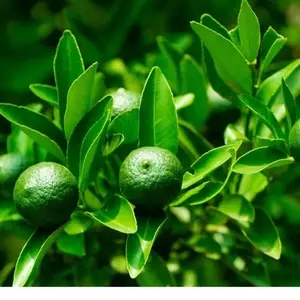 30+ Seeds Dwarf Lime Tree Seeds for Planting - Perfect for Sunlight & Well-Draining Soil - Ideal for Home Gardening & Fruit Production