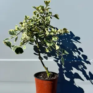 Ficus triangularis variegated 6 inch pot