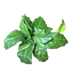 Calathea Network 4in Pot