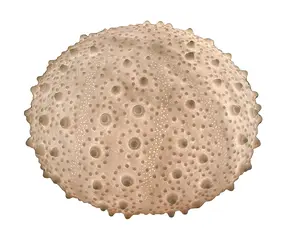 Large White Sea Urchin Coastal Table Lamp - 16 Inch Diameter