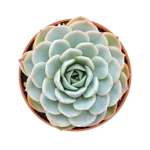 2"Live Succulent (Echeveria - Blue Minima) 2"Live Succulent (Echeveria - Blue Minima)