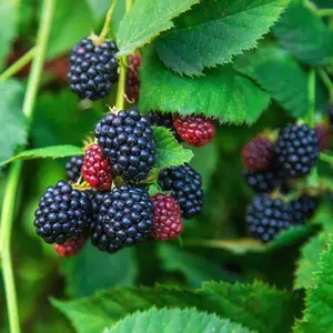 Blackberry Seeds Organic (Rubus fruticosus) – Hardy perennial bramble producing sweet, juicy berries. Perfect for hedgerows, food forests, or trellised gardens—rich in antioxidants and flavor.