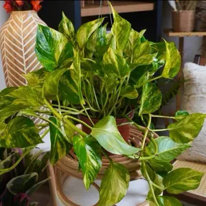 Rare Pothos Patricio - 6” Hanging Plant