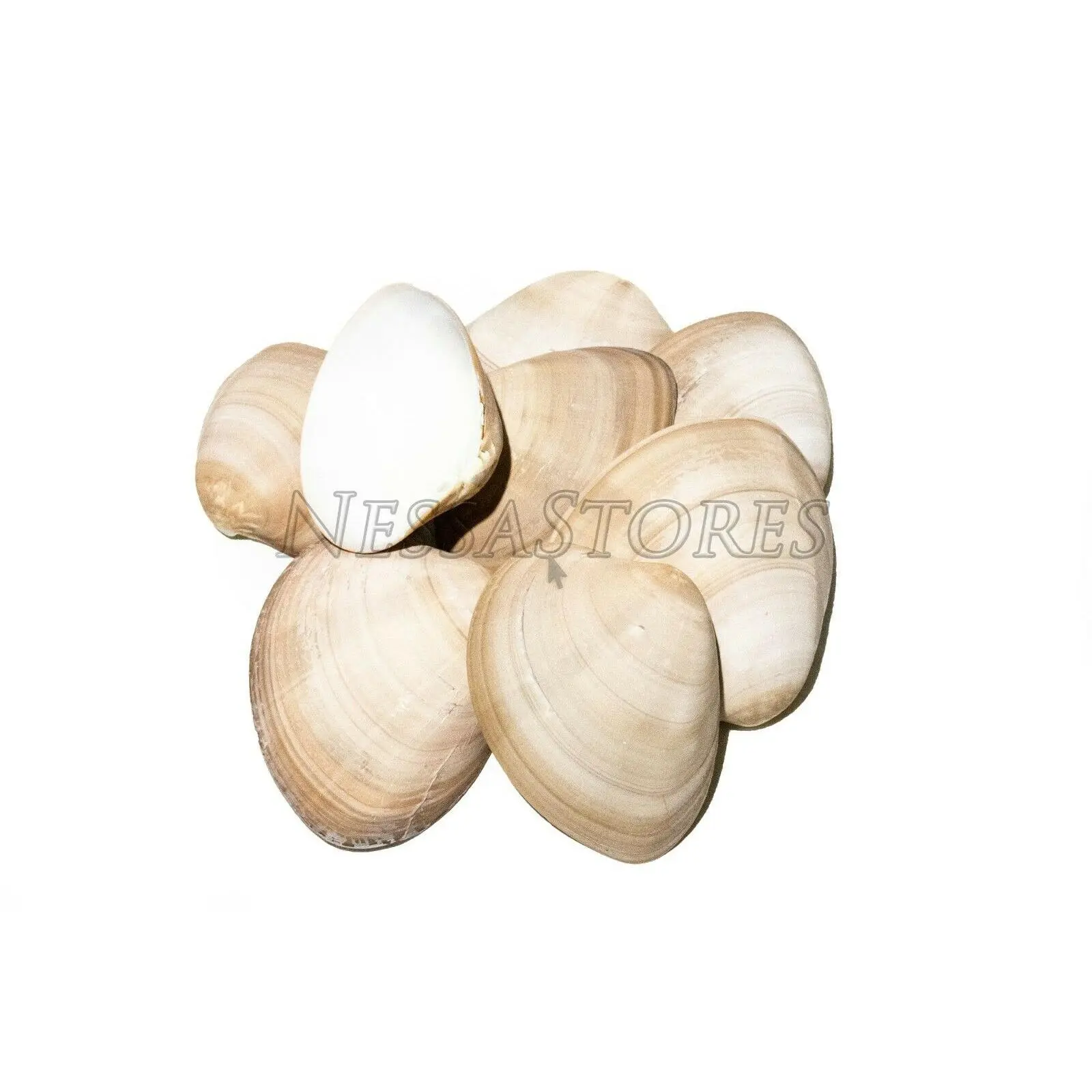 Brown Clam Sea Shell Beach Craft Scallop 3" - 4" (8 PCS ) #JC-76