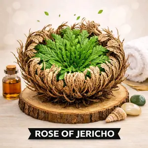 Rosa de Jericó Original – Planta de la Resurrección (Rose of Jericho Real) Decorative