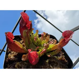 Sarracenia Purpurea Venosa in a 3.5" pot