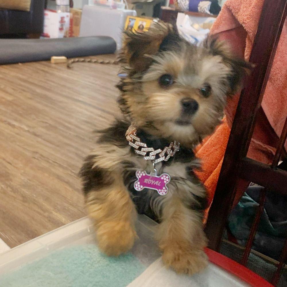 Luxury Dog Chain Collar with Diamonds