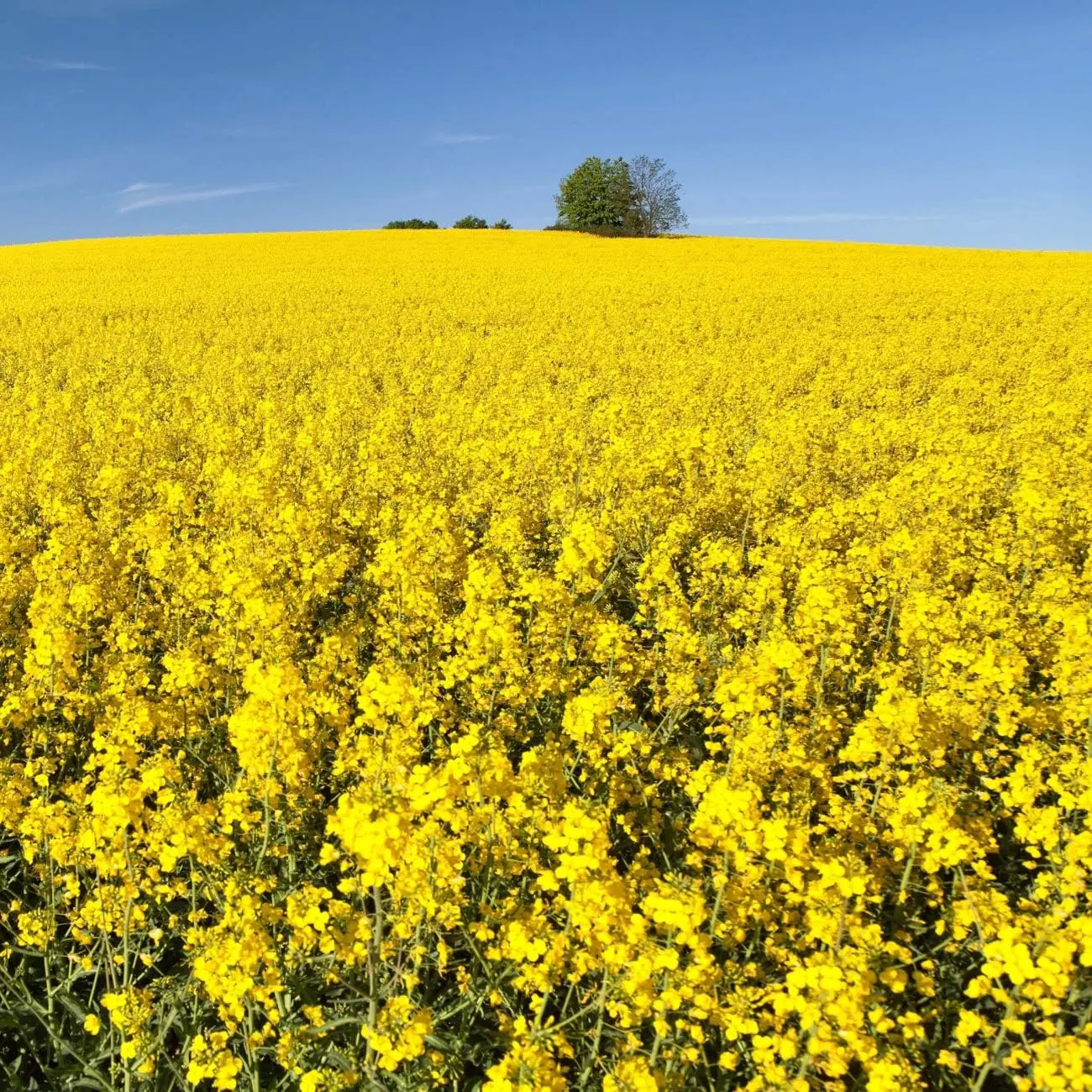 Brassica Trophy Forage Rape Seed -  Cold & Drought-Tolerant Brassica Food Plot Seed, Ideal for for Deer & Livestock Grazing, Fall Planting, Soil Improvement, & Erosion Control