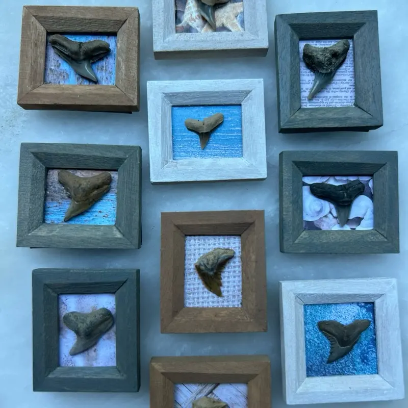 Shark Tooth Frame Magnet