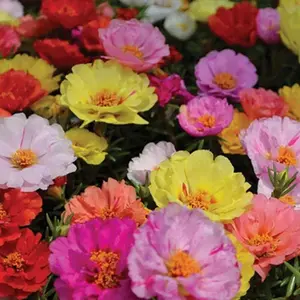 10000 Portulaca Grandiflora Moss Rose Seeds Mixed Color Spreading for Planting Mexican Rose Sun Rose Rock ROS Heat