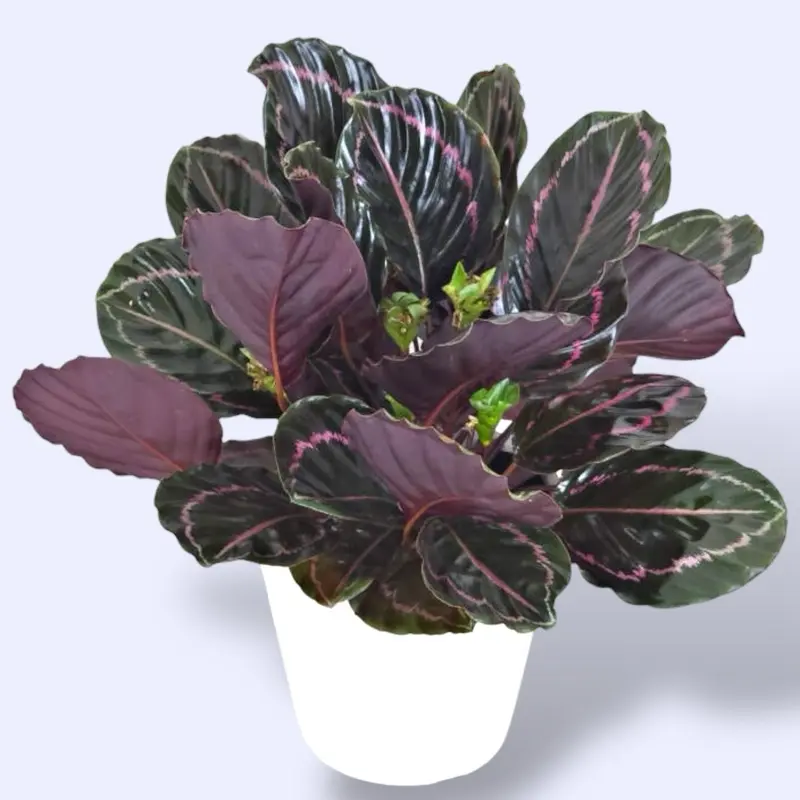 XL Calathea Dottie 6 - Pet Safe Colorful Prayer Plant - TikTok Shop