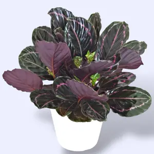 XL Calathea Dottie 6” - Pet Safe Colorful Prayer Plant