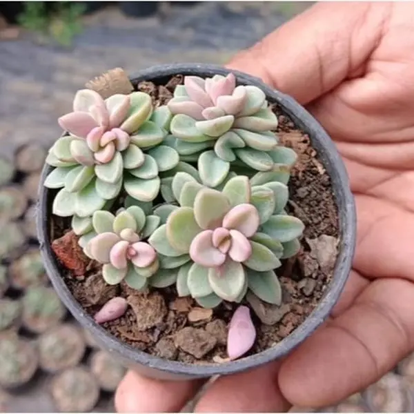 seeds for succulent plants 100pcs Rare Succulent Seeds Mix for Planting DIY Bonsai Ornamental Pla –  Jayme Garden main image 1