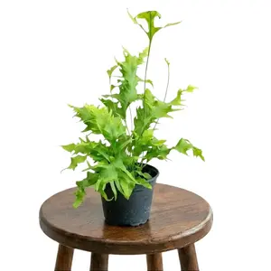 5” Rare Fern 'Hawaiian Sunshine', Humidity Lover, Pet Friendly Live Houseplant, Indoor Plant