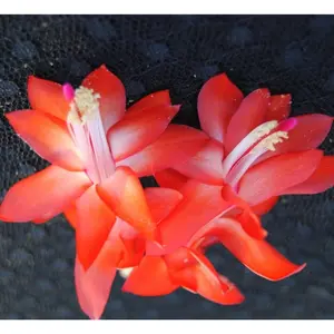 Red Christmas Cactus Plant/Thanksgiving CactusPlant -Red dr.agon- live STARTER Plant-Schlumbergera Truncata ship no pot