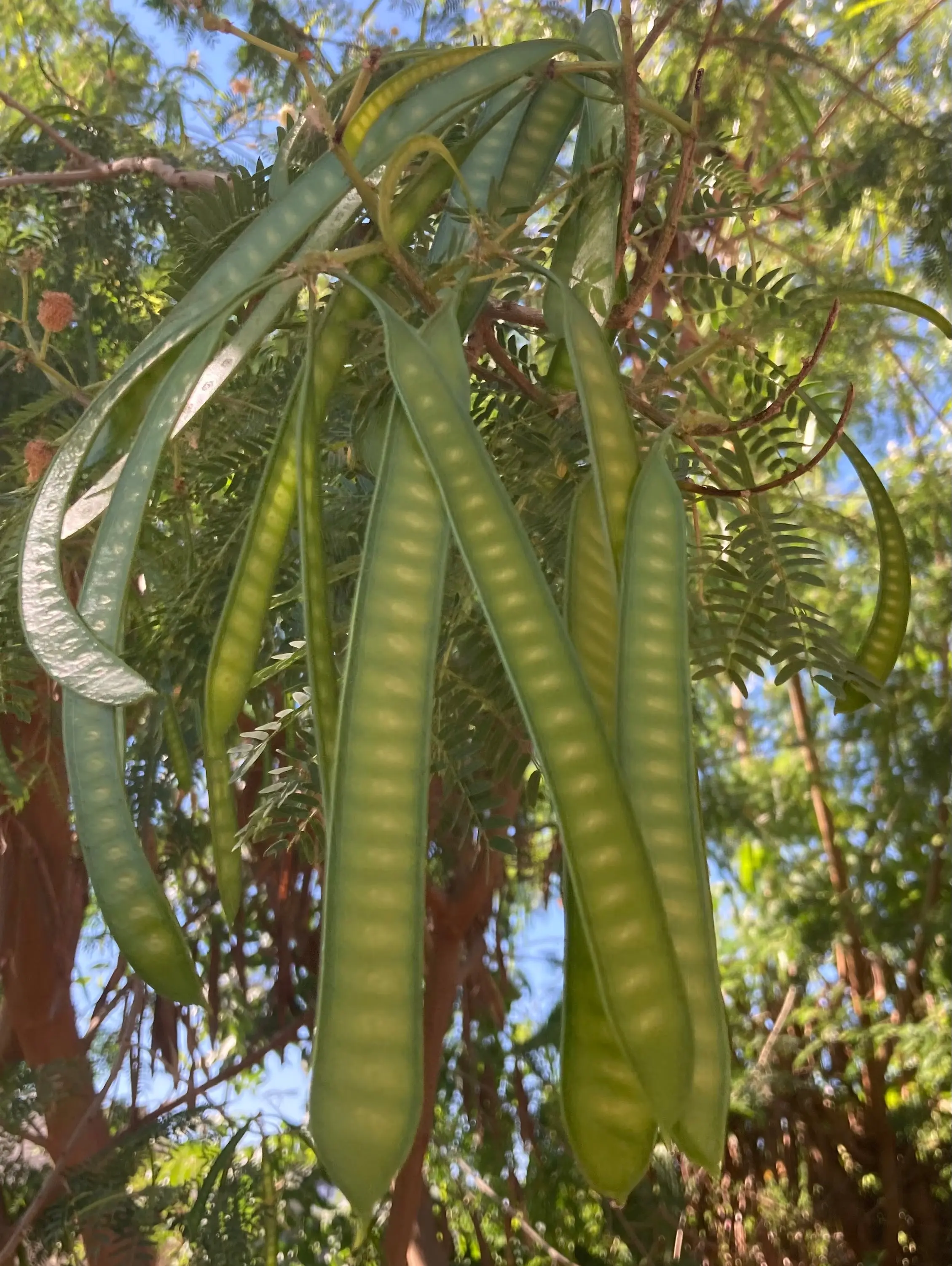 Non-GMO Guaje (Huaje, River Tamarind, Leucaena Leucocephala) Live Plant, Drought Resistant, Fast Growing, Full Sun, Edible Pods, Zones 9-11, With Growing Instructions