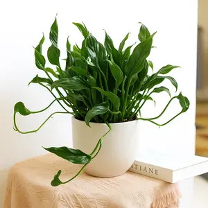 Pothos 'Shangri La'