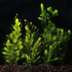 BUY 2 GET 1 FREE Hornwort-Coontail (Ceratophyllum Demersum)-Easy Live Aquarium Pond Aquatic Plant