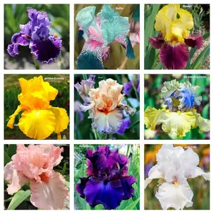 30 Mixed Color Rare Iris Flower Seeds Perennial Beauteous Blooms for Your Garden Colorful Variety Perennial Growth Easy to Grow Versatile Planting Options