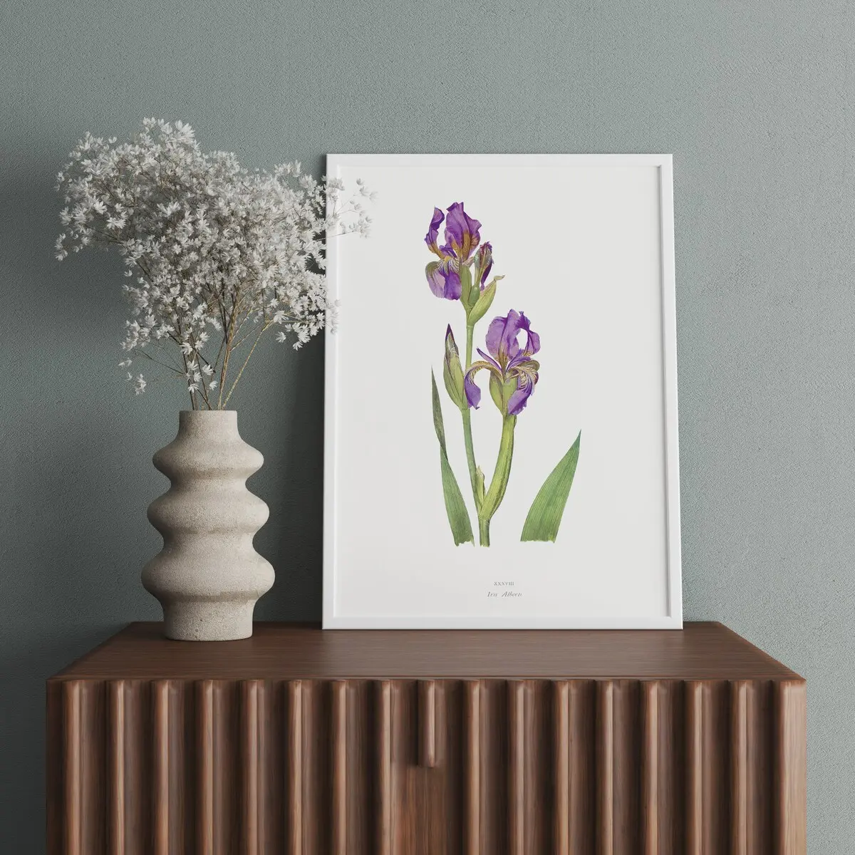 pierre redoute flower, botanical print iris, iris plants poster, flower illustration, botanical print, Iris Pallida, redoute, Unframed