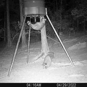 Spring Sliders Small Animal Deterrent Kit for Tripod Deer Feeders - Protect Your Feeder from Raccoons & Squirrels - Reliable Protection & Long-Term Peace of Mind