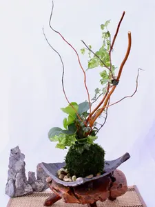 Arranged Kokedama with peperomia and ivy, Japanese traditional indoor moss ball garden