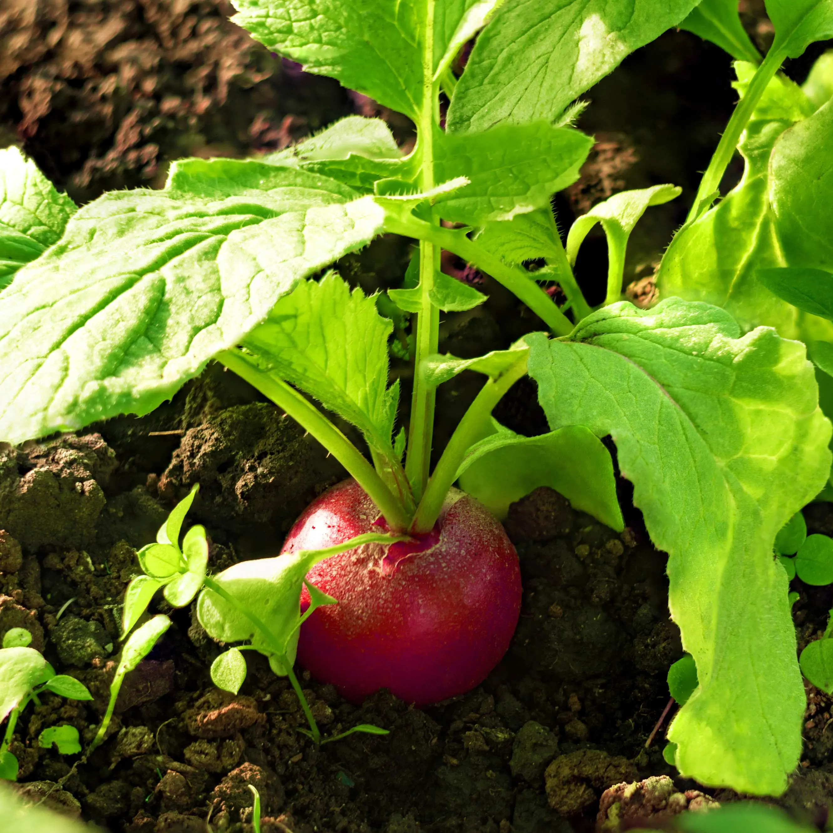 Organic Cherry Belle Radish Seeds (Raphanus sativus) – 150+ Seeds for Crisp, Mild Roots Perfect for Fresh Salads