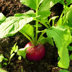 Organic Cherry Belle Radish Seeds (Raphanus sativus) – 150+ Seeds for Crisp, Mild Roots Perfect for Fresh Salads