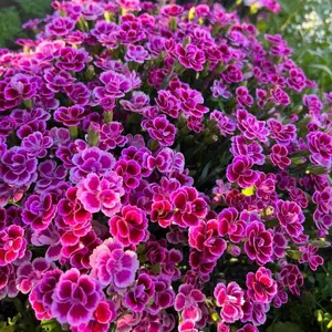 300PCS Dianthus Garden Flower Seeds – Vibrant Bloom Variety for Lawn Edges, Patio Beds and Landscape Projects, Suitable for Outdoor Use, Seeds Only, Not Live Plants