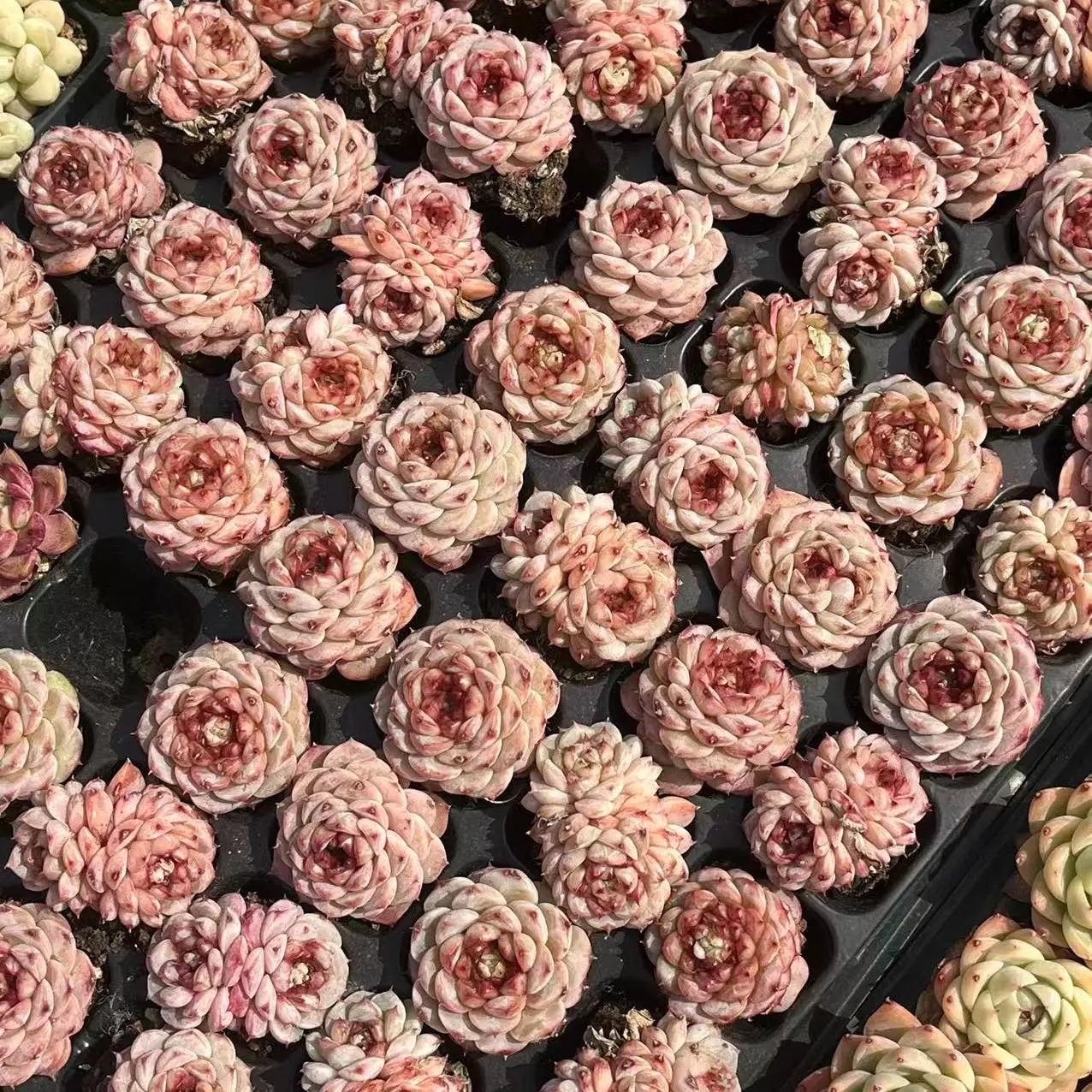 Echeveria ‘Red Velvet’ Small Single Head (around 1.5")- Bare Root Succulents - Terra Tales