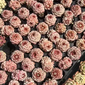Echeveria ‘Red Velvet’ Small Single Head (around 1.5")- Bare Root Succulents - Terra Tales